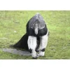 Cadeaubon: Entree Dierenpark Zie-ZOO< Dierentuin