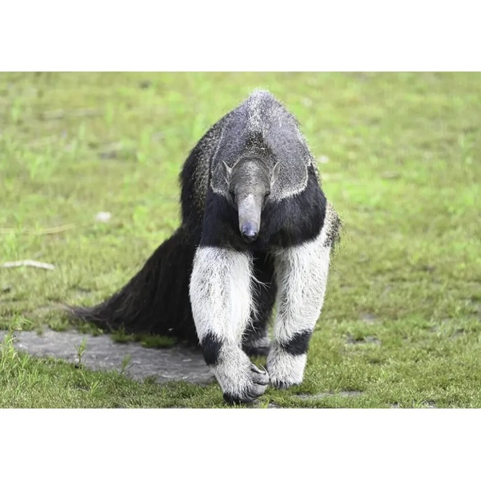Cadeaubon: Entree Dierenpark Zie-ZOO< Dierentuin