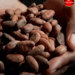 Côte d'Or Chocolade Mini Bouchée Pralines|Cote D'Or Sale