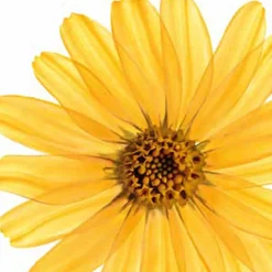Arnica Massageolie|Kneipp Hot
