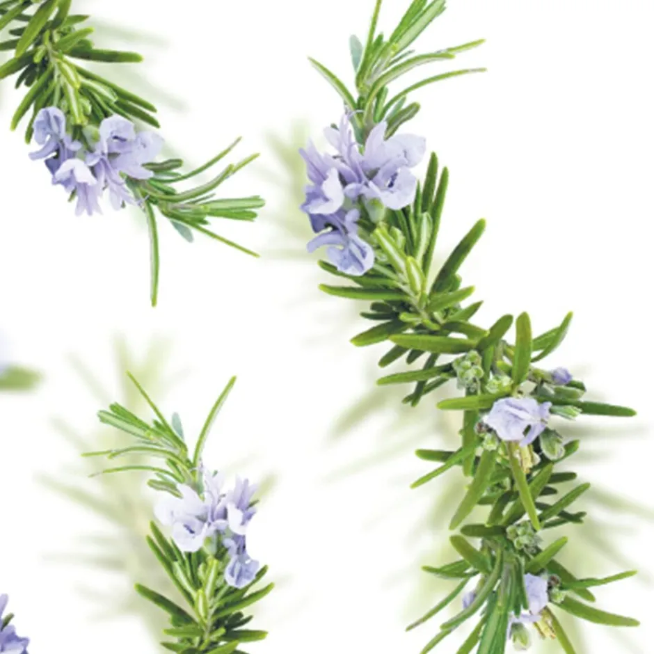 Kneipp New Energy Rozemarijn Badolie< Badolie