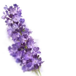 Relaxing Lavendel Badschuim|Kneipp Online