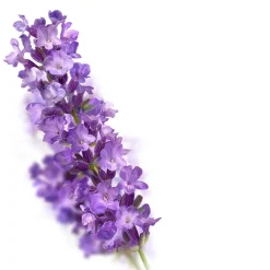 Relaxing Lavendel Badolie|Kneipp Sale