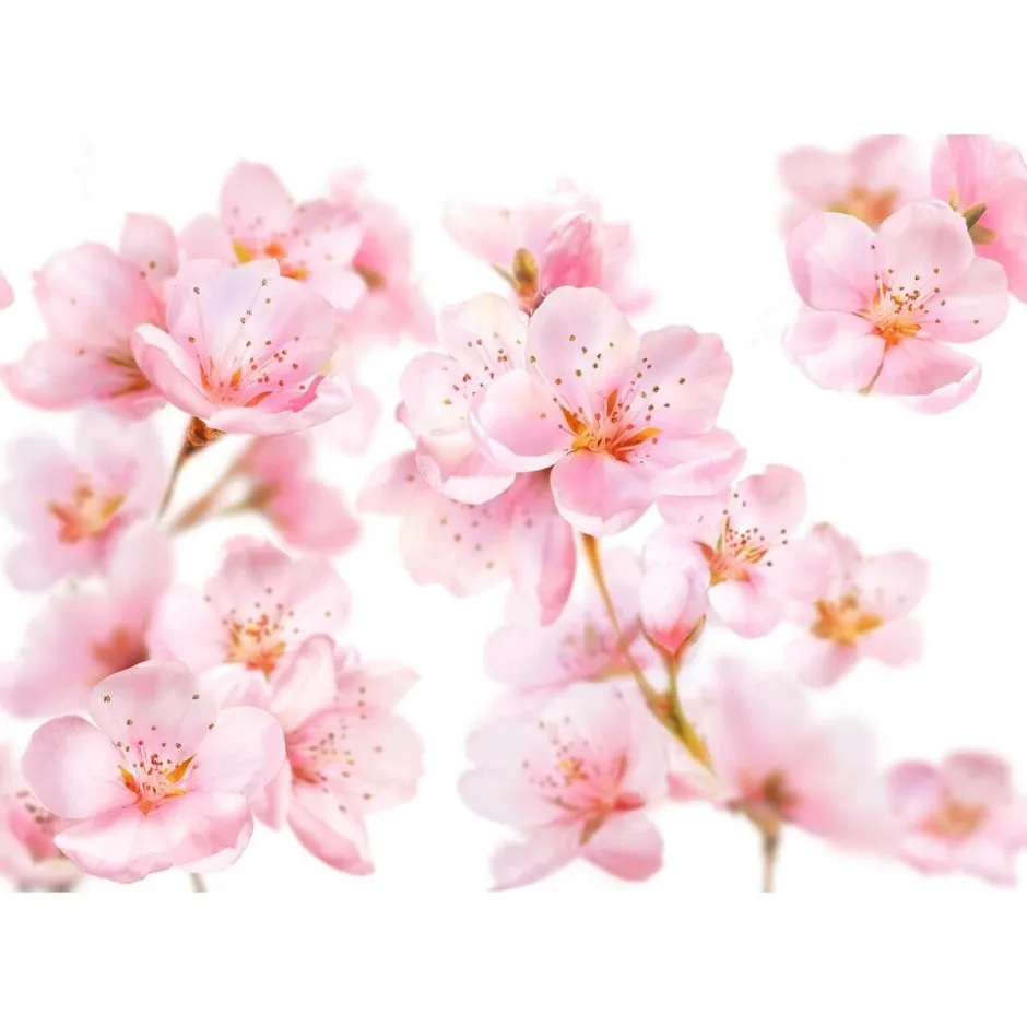 Kneipp Soft Skin Massageolie< Massageolie En Massagelotion