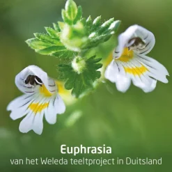 Weleda Ogentroost Oogdruppels Ampullen< Oogdruppels