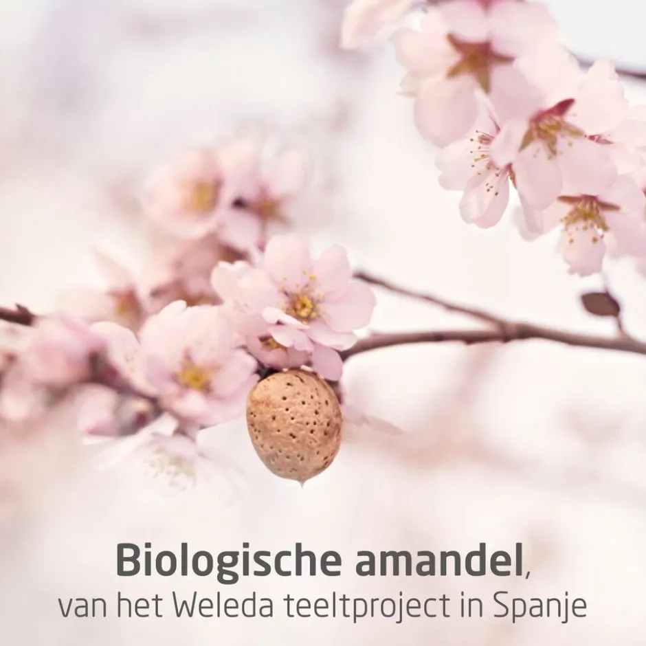 Zwangerschapsolie|Weleda Discount